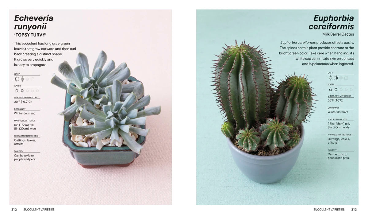 Succulents US - Paperback / softback