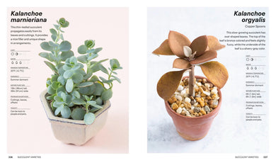 Succulents US - Paperback / softback