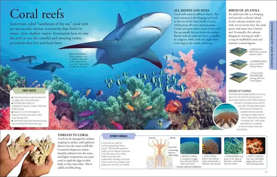 The New Children's Encyclopedia US - Paperback / softback