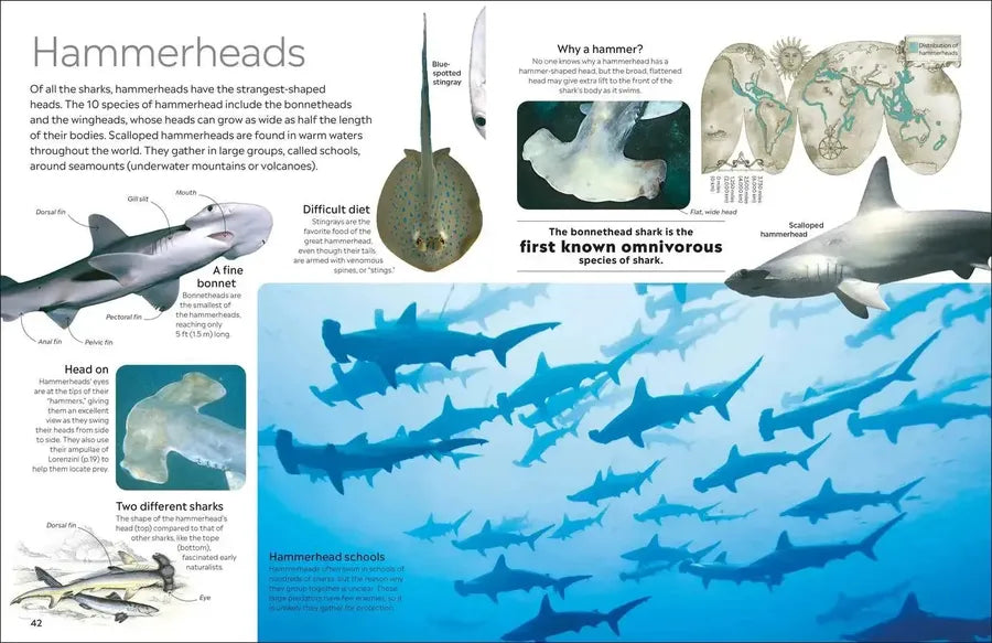 Eyewitness Shark US - Hardback