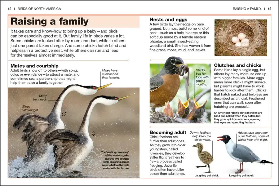Pocket Genius Birds of North America US - Paperback / softback