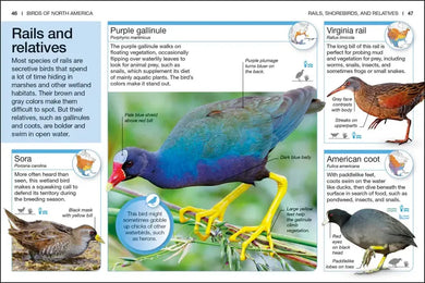 Pocket Genius Birds of North America US - Paperback / softback