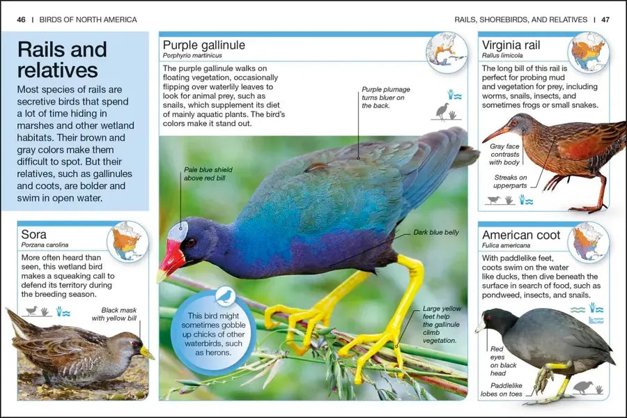 Pocket Genius Birds of North America US - Paperback / softback