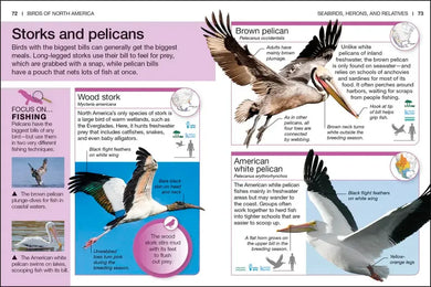 Pocket Genius Birds of North America US - Paperback / softback