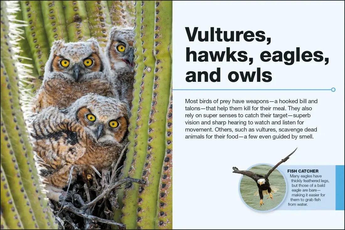 Pocket Genius Birds of North America US - Paperback / softback