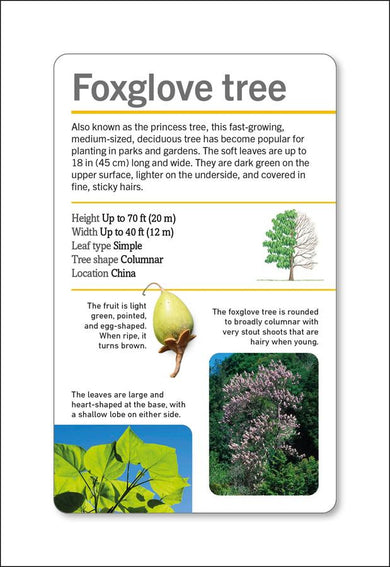 Our World in Pictures Trees of the World Flash Cards US - Cards