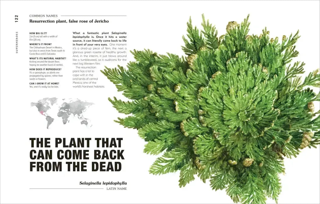 Hortus Curious US - Hardback