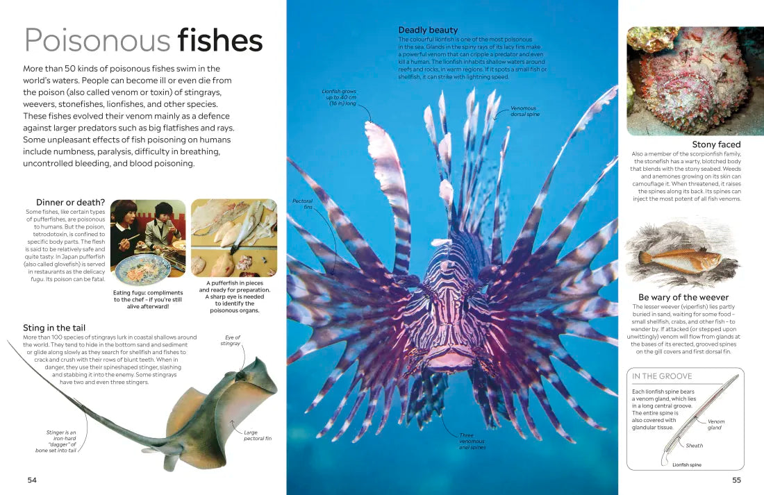Eyewitness Fish US - Paperback / softback