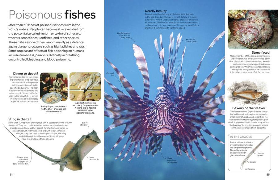 Eyewitness Fish US - Hardback