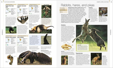 Animal US - Hardback