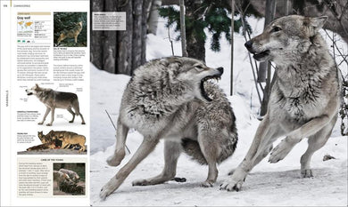 Animal US - Hardback