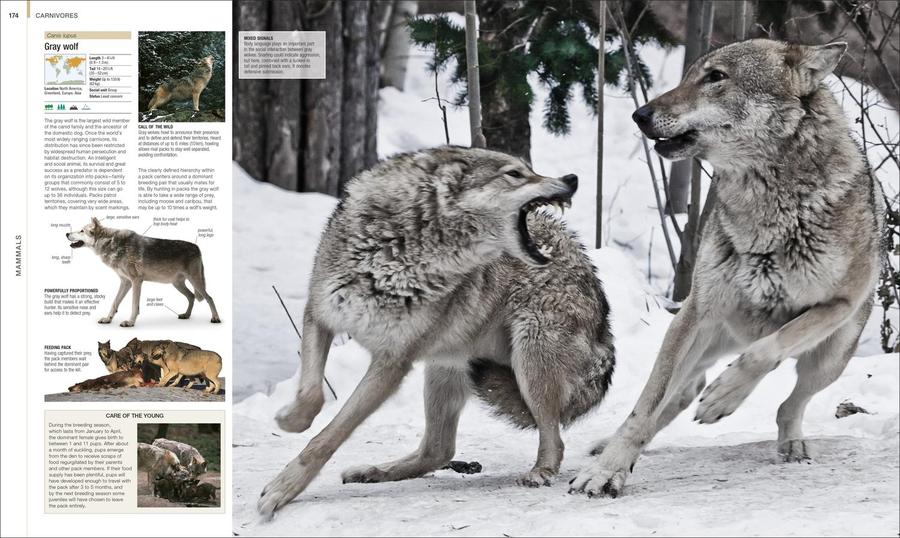 Animal US - Hardback