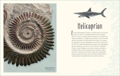 Antología de dinosaurios y vida prehistórica (Dinosaurs and Other Prehistoric Life) interior 2 (ISBN 9780744064391)