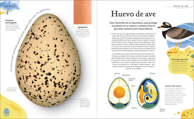 Tesoros de la naturaleza (Nature's Treasures) interior 1 (ISBN 9780744064414)