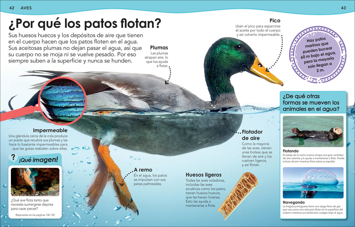 ¿Sabías qué? Animales (Did You Know? Animals) interior 2 (ISBN 9780744064513)