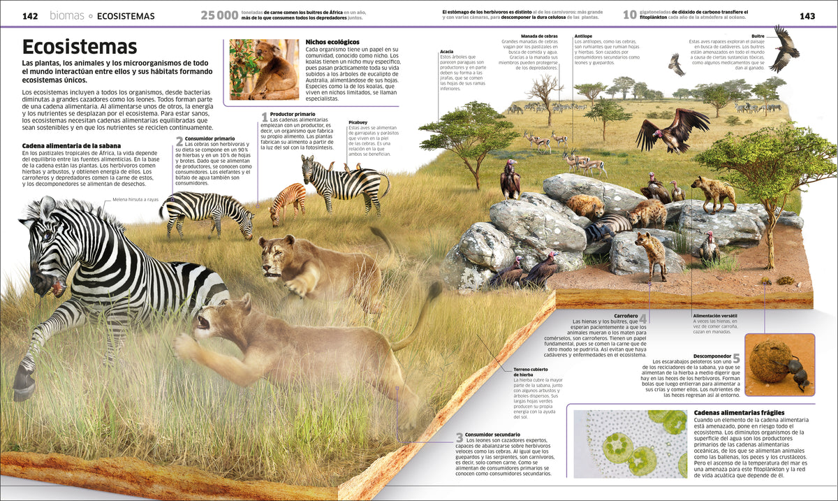 Planeta tierra (Knowledge Encyclopedia Planet Earth!) interior 5 (ISBN 9780744064612)