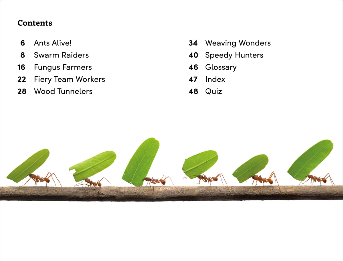 DK Super Readers Level 3 Ant Antics US - Paperback / softback