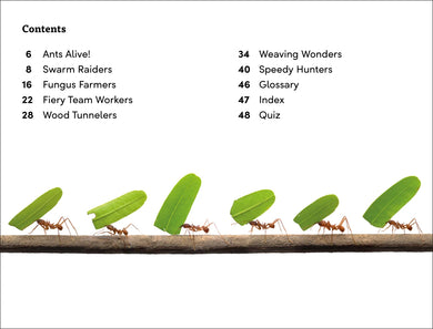 DK Super Readers Level 3 Ant Antics US - Paperback / softback