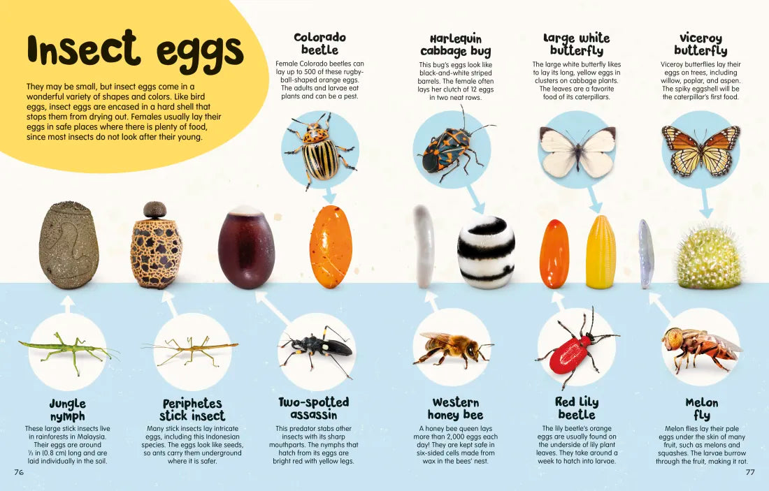 The Egg Book US - Hardback