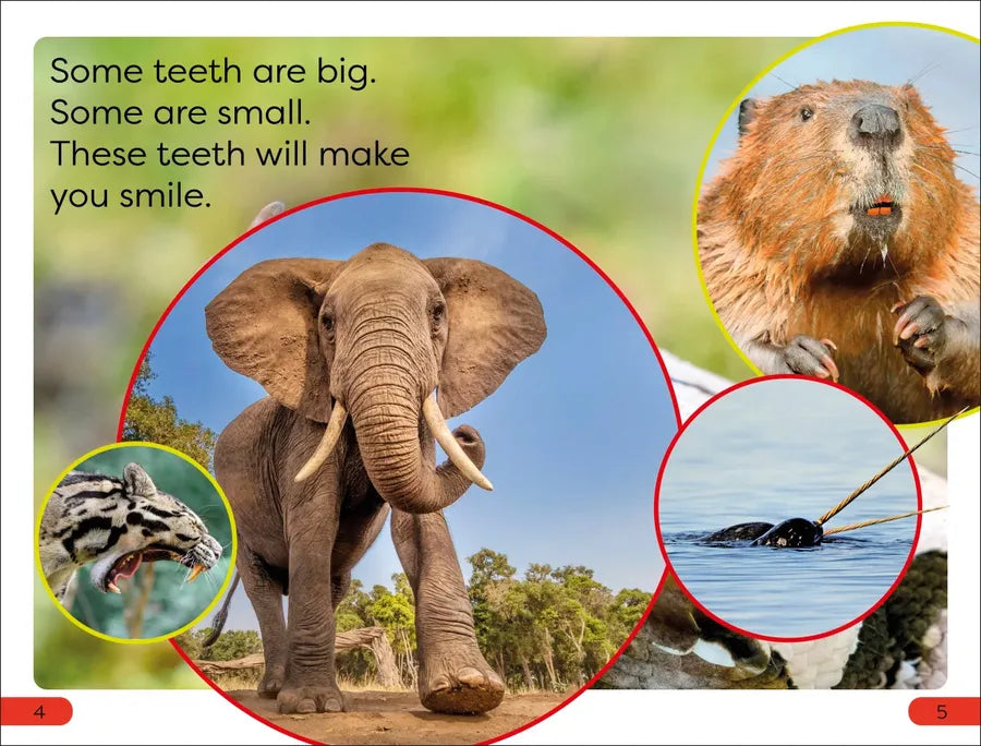 DK Super Readers Pre-Level Chomp! Big Teeth US - Paperback / softback