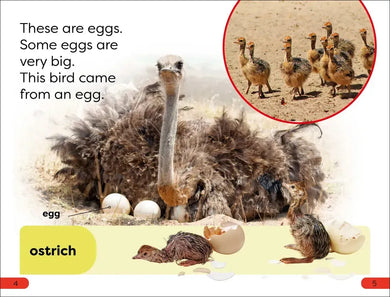 DK Super Readers Pre-Level What Starts in an Egg? US - Hardback