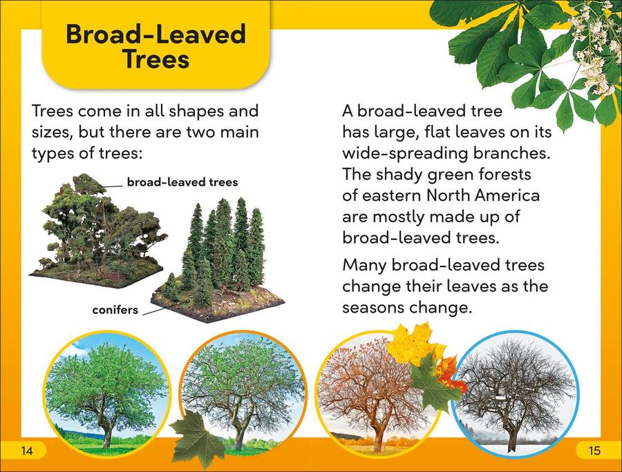 DK Super Readers Level 2 The Secret Life of Trees US - Hardback