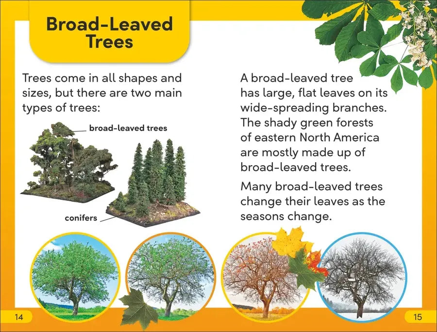 DK Super Readers Level 2 The Secret Life of Trees US - Paperback / softback