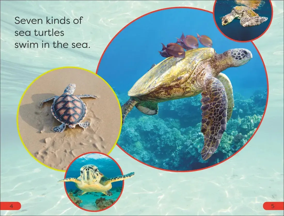 DK Super Readers Pre-Level Save the Sea Turtles US - Hardback