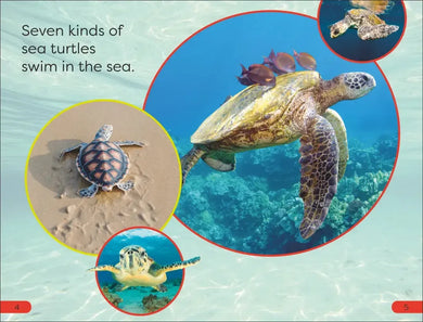 DK Super Readers Pre-Level Save the Sea Turtles US - Hardback