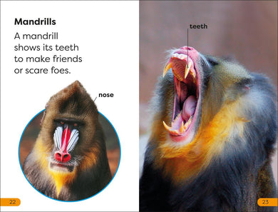 DK Super Readers Level 1 Monkeys US - Paperback / softback