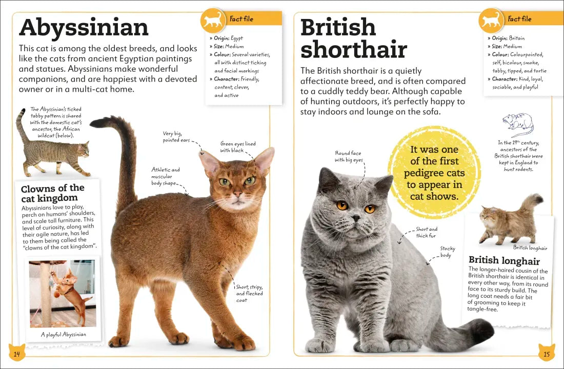 My Book of Cats and Kittens US - Hardback