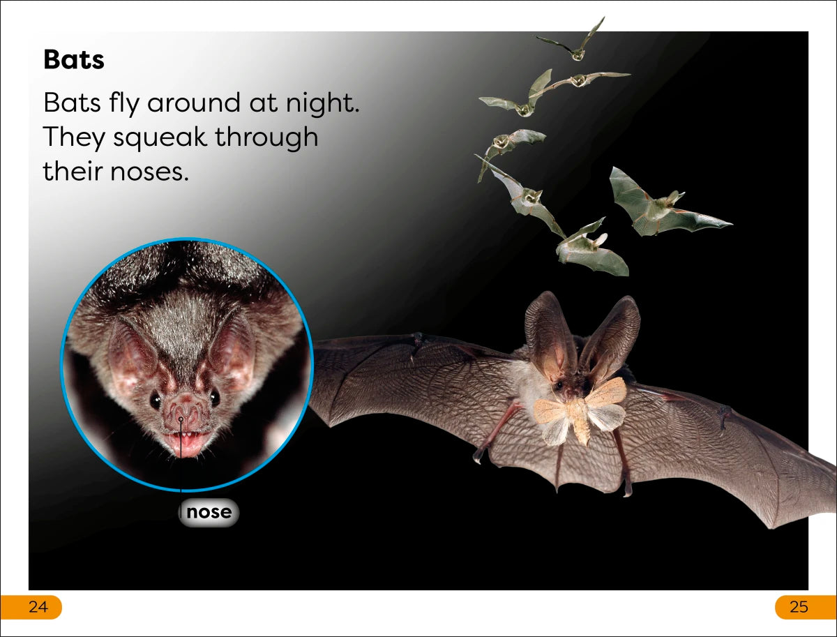 DK Super Readers Level 1 Nighttime Animals US - Paperback / softback