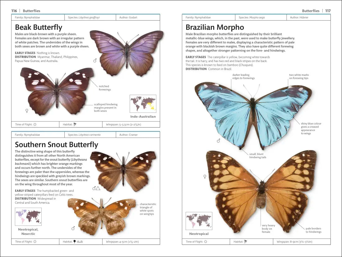 Butterflies and Moths US - Book