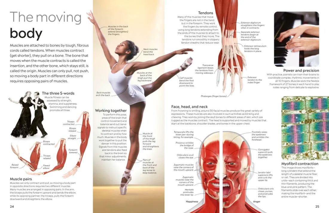 Eyewitness Human Body US - Paperback / softback