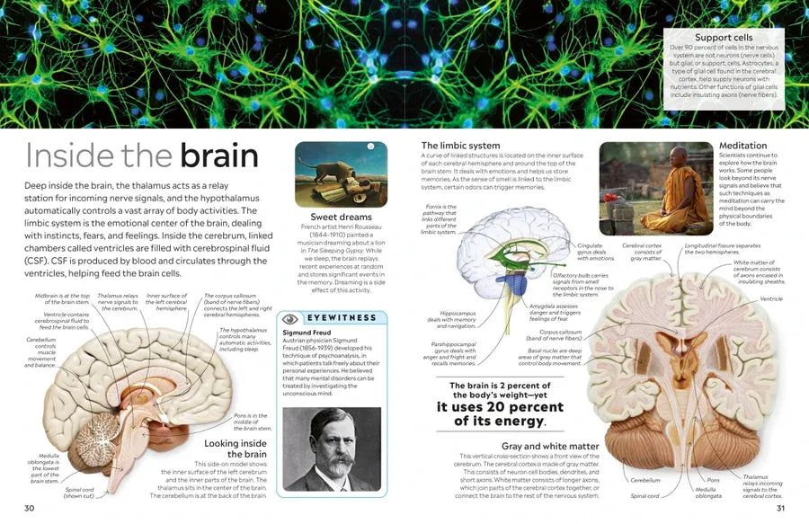 Eyewitness Human Body US - Hardback