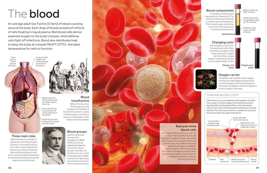 Eyewitness Human Body US - Hardback