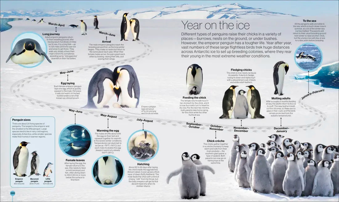 Timelines of Nature US - Hardback