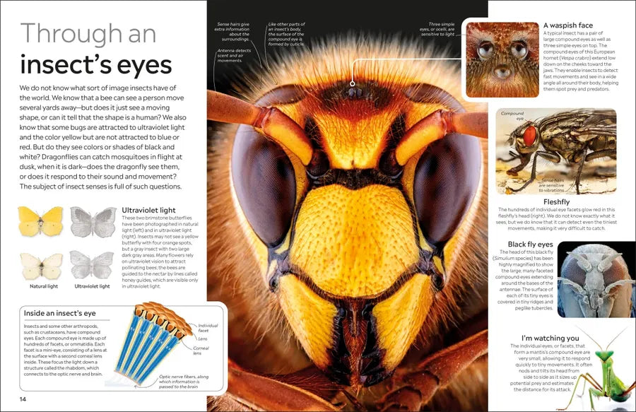 Eyewitness Insect US - Paperback / softback
