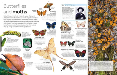 Eyewitness Insect US - Paperback / softback