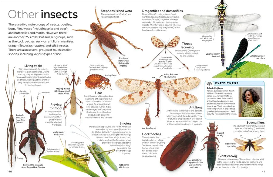 Eyewitness Insect US - Paperback / softback