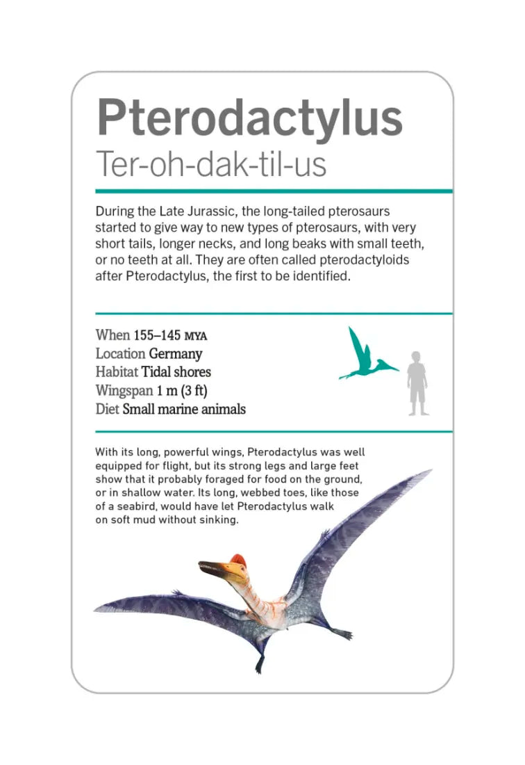Our World in Pictures Dinosaurs and Other Prehistoric Creatures Flash Cards US - Cards