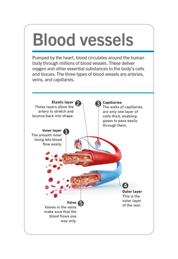 Our World in Pictures Human Body Flash Cards US - Cards
