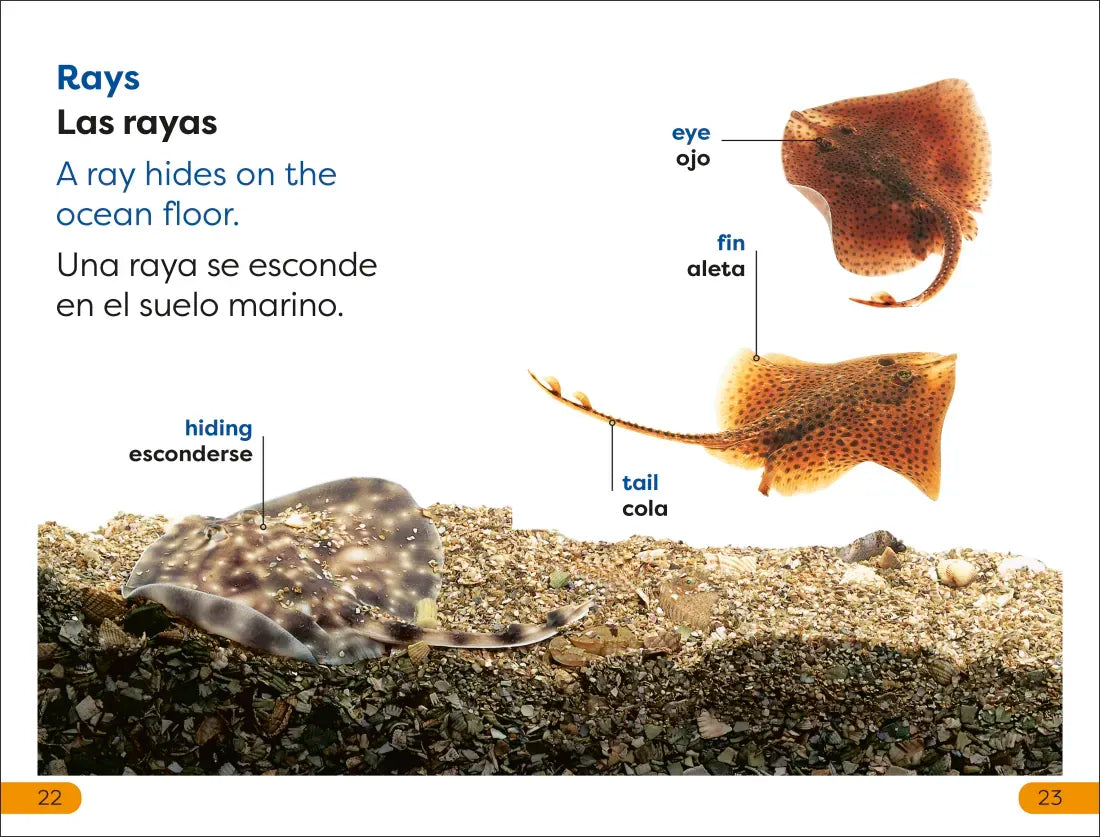 DK Super Readers Level 1 English-Spanish Bilingual Explore the Coral Reef – Explora el arrecife de coralb US - Hardback