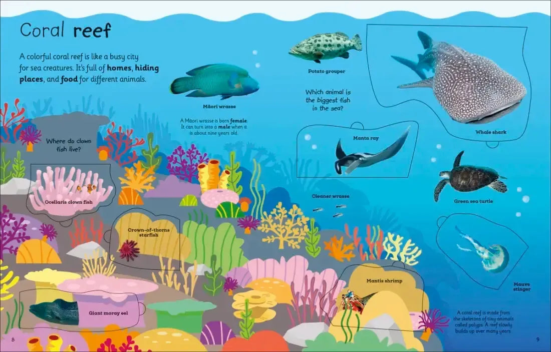 My Very Important Lift-the-Flap Book: Animals US - Board book