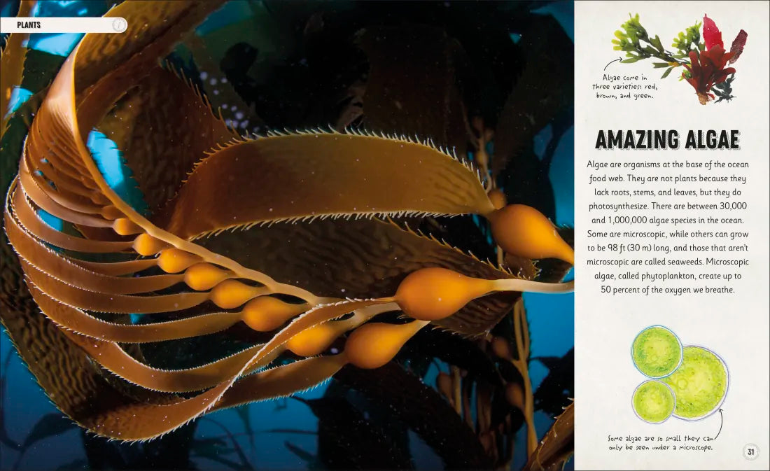 Amazing Oceans US - Hardback