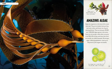 Amazing Oceans US - Hardback