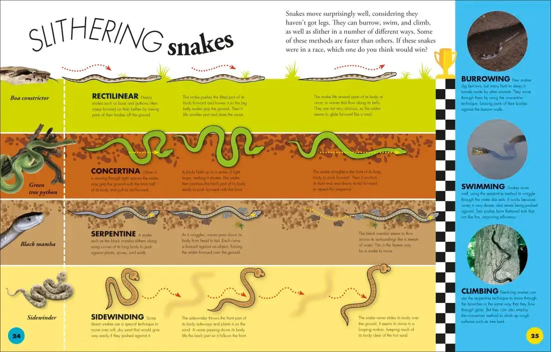 Everything You Need to Know About Snakes US - Hardback