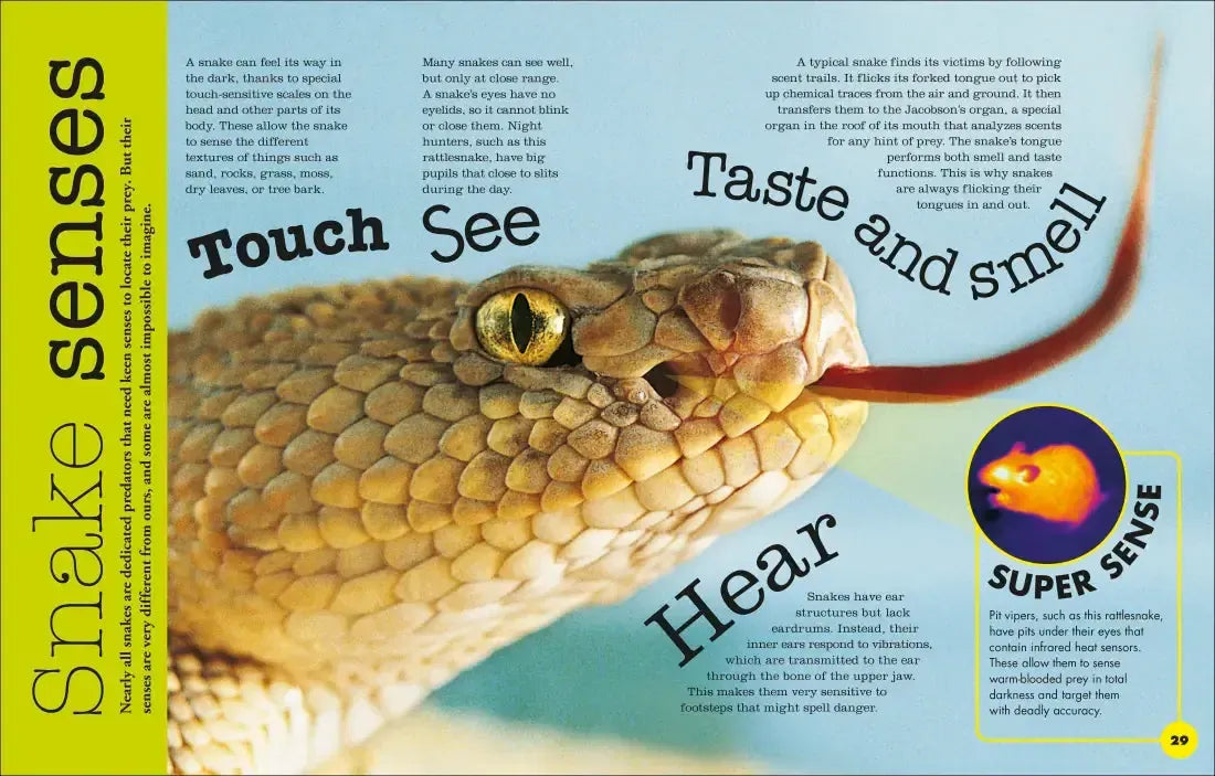 Everything You Need to Know About Snakes US - Hardback