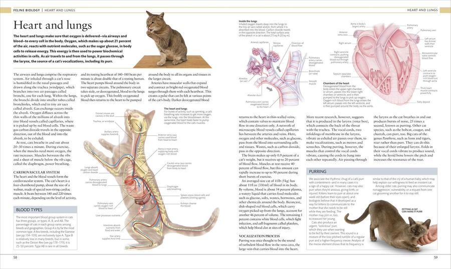 The Cat Encyclopedia US - Hardback