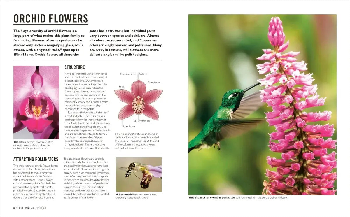 Grow Orchids US - Paperback / softback